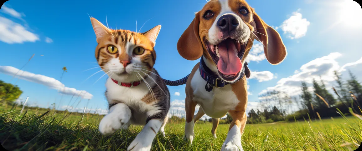 Cachorro e gato ao ar livre com pingente AR Vital de identificação para pets